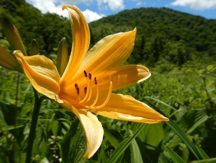 Day lilies